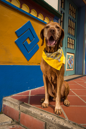 happy dog in Colombiaの写真素材