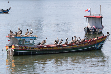 June 15, 2016 Panama City, Panama:  pelicans standing on a small rustic fishing boat floating on the waterのeditorial素材