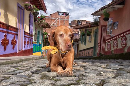 golden vizsla dog laying on the cobblestone street in the colonial town of Guatape Colombiaの写真素材