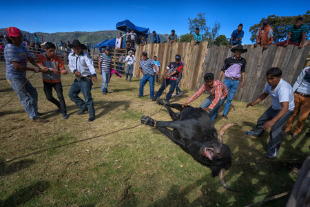 August 13, 2016 Ibarra, Ecuador: a bull is pulled into the ring with rope during a rodeo in La...