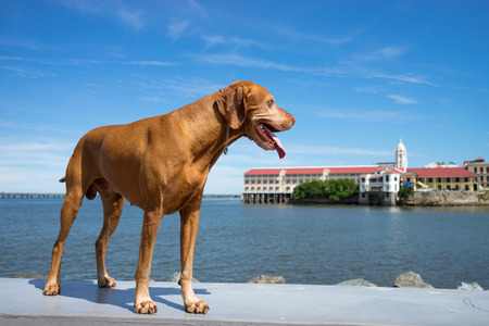 vizsla dog in Casco Viejo Panamaの写真素材