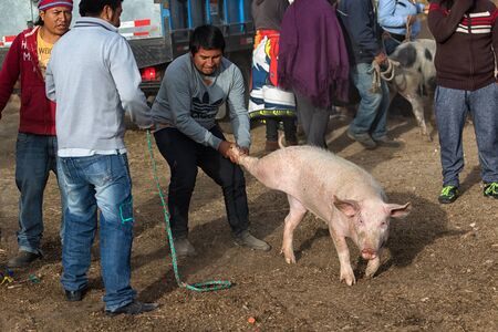 August 6, 2016 Otavalo, Ecuadort: a man hold back a pig from running away by grabbing one of the rear legs of the nimalのeditorial素材