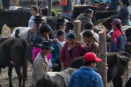 August 6, 2016 Otavalo, Ecuador: indigenous people in the local animal marketのeditorial素材