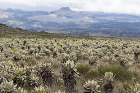 desert landscape in the Frailejones valley in the Colombian highlandsの写真素材