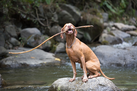 dog holding a stick by riverの写真素材
