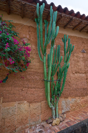 July 22, 2017 Barichara, Colombia: desert vegetation thriving in the colonial town with severe water shortageのeditorial素材
