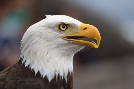 american bald eagle closeup