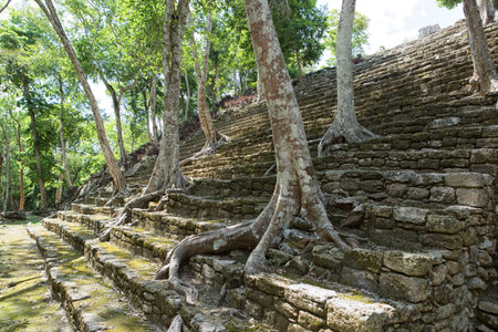 trees growing out of pyramid stairs at Kinichna ruins in Mexicoの写真素材