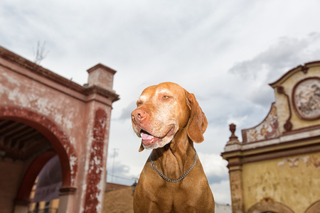 March 1, 2016 Bernal, Mexico: tourist dog sitting in the historic centre of the popular small tourist townのeditorial素材