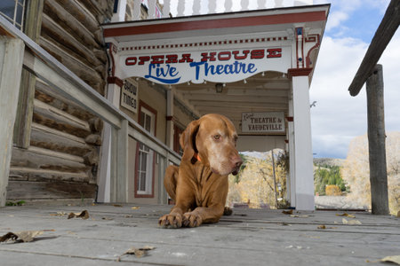 vizsla dog laying front of western buildingの写真素材