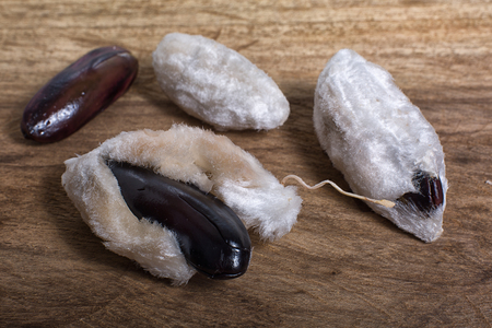 guama seeds closeup on wood background in Ecuador(40097649886)｜イメージマート