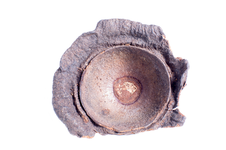 ishpingo or Ecuadorian cinnamon tree flower closeupの写真素材