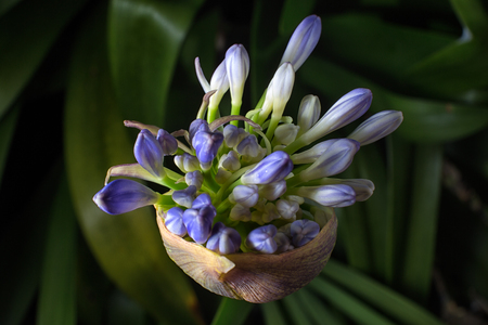 lily of the nile flower macroの写真素材