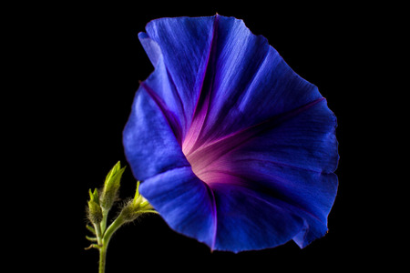 blue morning glory flower macroの写真素材