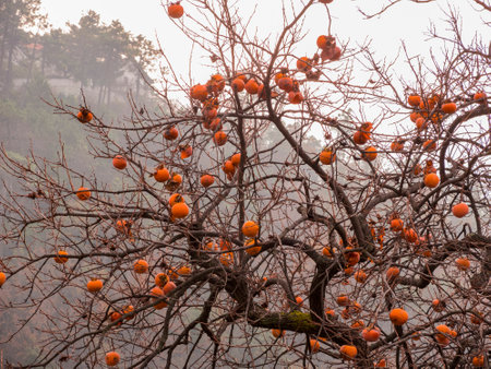 persimmonの写真素材