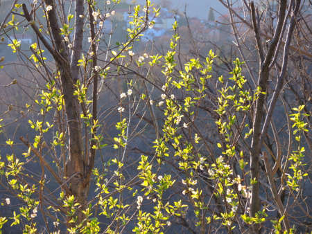 leaves in springの写真素材