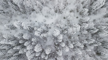 Aerial flight above winter forest on the north of Russiaの写真素材
