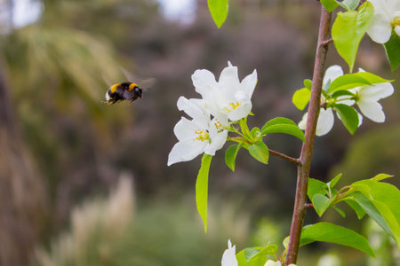 White flowers of the cherry blossoms and bumblebee on a spring day