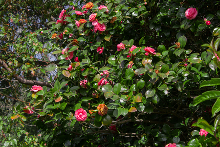 Camellia japonica tree Tsubaki in japanese in bloomの写真素材