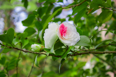 Camellia japonica tree Tsubaki in japanese in bloomの写真素材