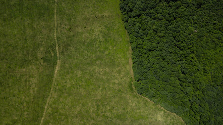 Green landscape with forest and meadowv - top down aerial view