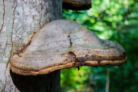 Fomes fomentarius tinder fungus, false tinder fungus, hoof fungus, tinder conk, tinder polypore, ice man fungus growing on chestnut trunk with rough bark background with yellow moss, side viewの写真素材