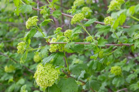 Wonderful white hydrangea in the summer garden