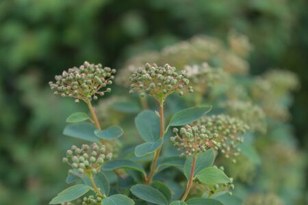 Fragrant chromium lat. Chromolaena odorata - perennial plant of the family Compositae, close-up.の写真素材