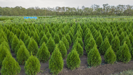 Nursery of ornamental plants in a rural country area