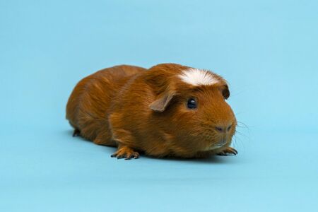Modern cavy or guinea pig.の写真素材