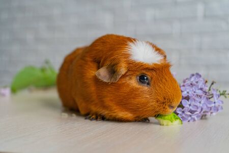 Species of rodent belonging to the family Caviidae and the genus Caviaの写真素材