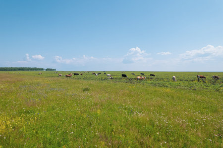 Aerial view of cows herd grazing on pasture field, top view drone pov , in grass field these cows...