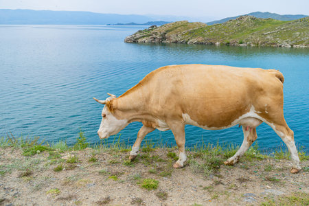 A fat white cow with horns poses standing in the grass against the background of a blue lake Baikalの写真素材