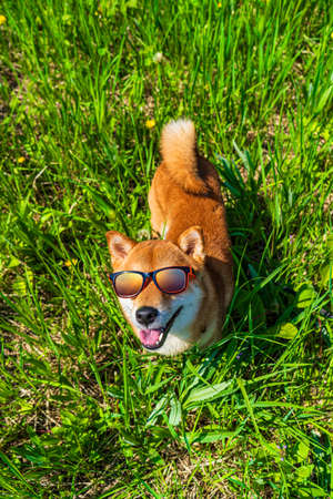 Happy shiba inu dog wearing sunglasses. Red-haired Japanese dog smile portrait.の写真素材