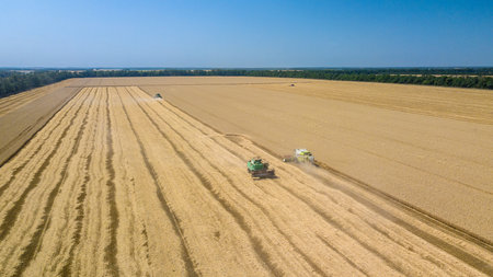 Combine harvesting: aerial view of agricultural machine collecting golden ripe wheat on the field.