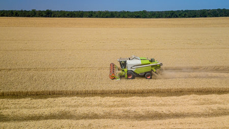 Combine harvesting: aerial view of agricultural machine collecting golden ripe wheat on the field.