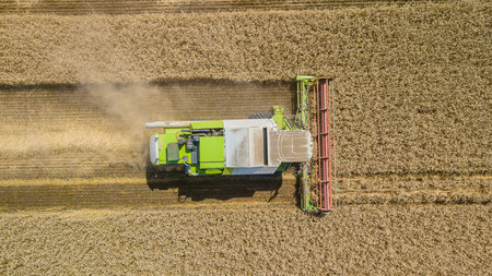 Combine harvesting: top down view of agricultural machine collecting golden ripe wheat on the field.
