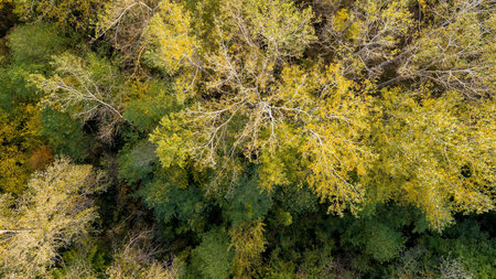 Aerial top view of autumn trees in forest background, Caucasus, Russia. Coniferous and deciduous...