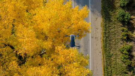 Drone hover under the autumn yellow tree