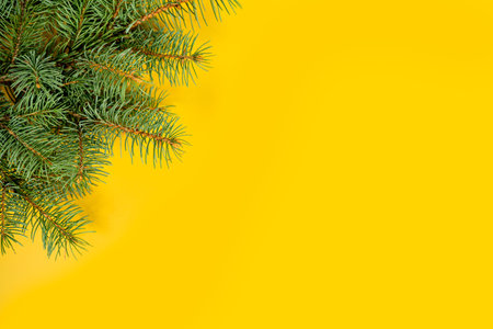 Fir branches border on background, good for christmas backdrop