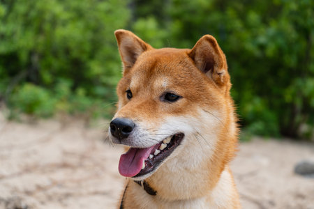 Happy red shiba inu dog. Red-haired Japanese dog smile portrait.の写真素材