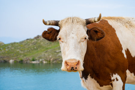A fat cow with horns poses standing in the grass against the background of a blue lake Baikalの写真素材