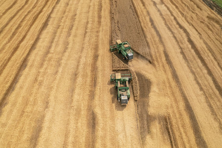 Combine harvesting: aerial view of agricultural machine collecting golden ripe wheat into truck.
