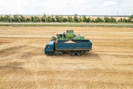 Combine harvesting: aerial view of agricultural machine collecting golden ripe wheat into truck.