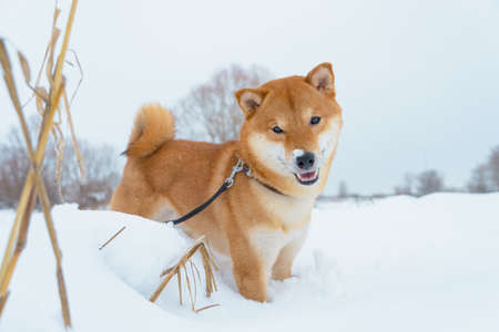 The Shiba Inu Japanese dog plays in the snow in winter.の写真素材