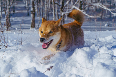 The Shiba Inu Japanese dog plays in the snow in winter.の写真素材