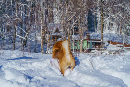 The Shiba Inu Japanese dog plays in the snow in winter.の写真素材