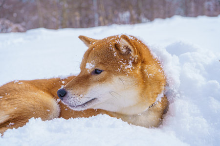 The Shiba Inu Japanese dog plays in the snow in winter.の写真素材