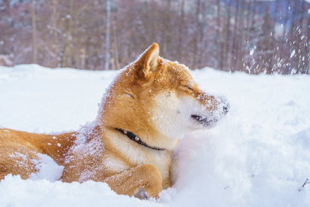 The Shiba Inu Japanese dog plays in the snow in winter.の写真素材