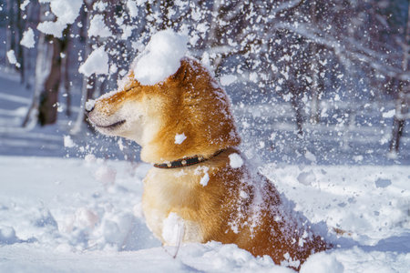 The Shiba Inu Japanese dog plays in the snow in winter.